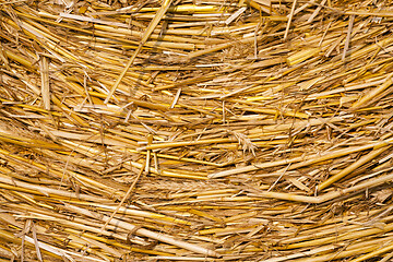 Image showing Pile of dry straw