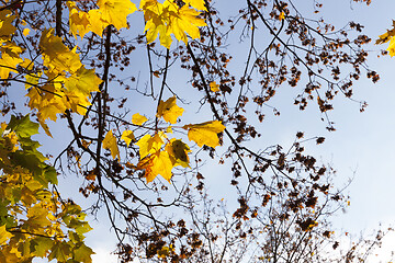 Image showing yellowed maple trees in autumn