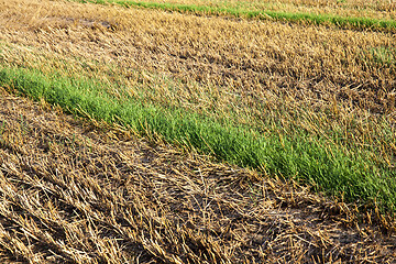 Image showing poorly harvested crop