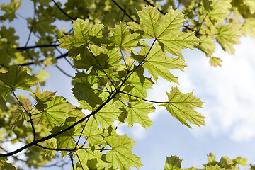 Image showing maple, close up