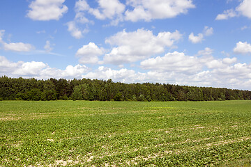 Image showing Beet field