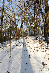 Image showing bare trees, growing on a hill in the winter forest