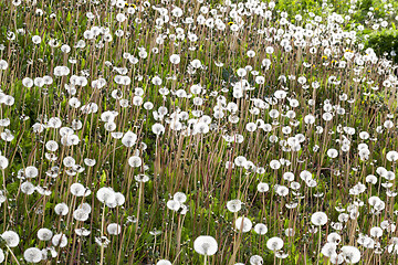 Image showing background with dandelions