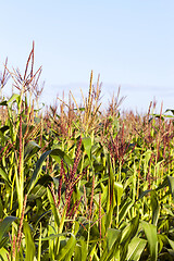 Image showing green leaves of corn