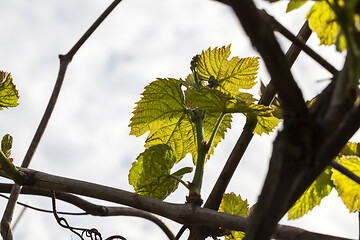 Image showing Leaves of grapes, spring