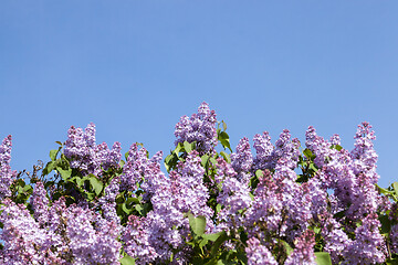 Image showing lilac flowers in May