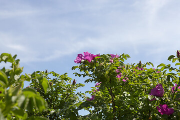 Image showing Red flowers rose