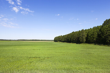Image showing Green field and blue sky