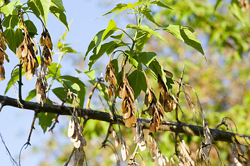 Image showing young and old maple seeds