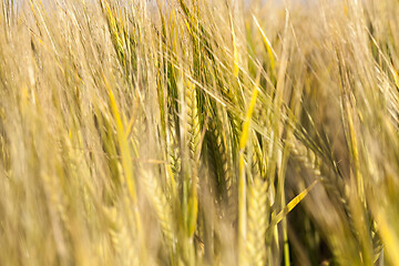 Image showing young unripe barley ears closeup