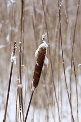 Image showing Dry plants in winter