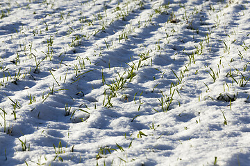 Image showing winter wheat