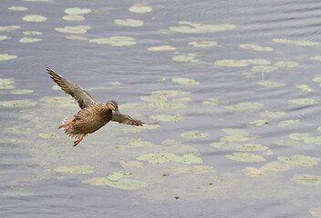 Image showing Ducks 