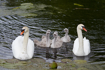 Image showing Swans and cygnets