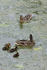 Image showing Ducks 