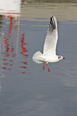 Image showing Seagull