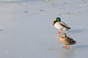 Image showing Ducks on ice