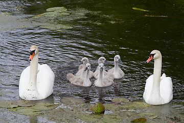 Image showing Swans and cygnets