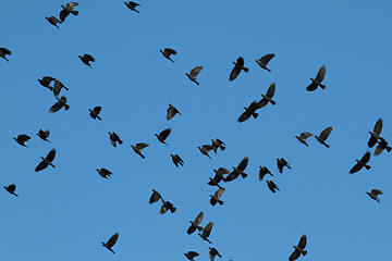 Image showing Birds flying