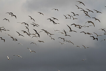 Image showing Seagull