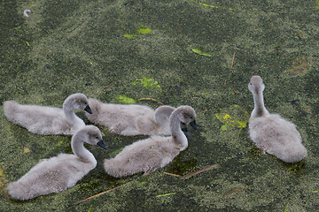 Image showing Cygnets