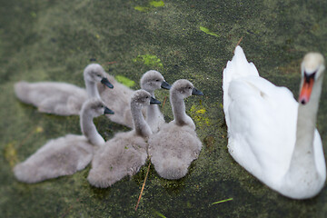 Image showing Swans and cygnets