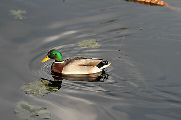 Image showing Ducks 