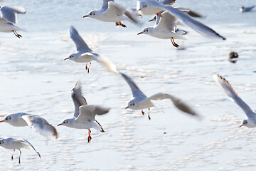 Image showing Seagull