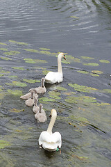 Image showing Swans and cygnets