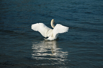 Image showing Swans 