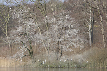 Image showing Birds 