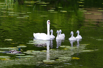 Image showing Swans and cygnets