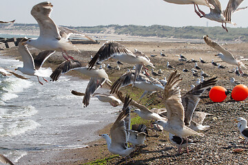 Image showing Seagull Iat the coast