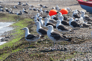 Image showing Seagull Iat the coast