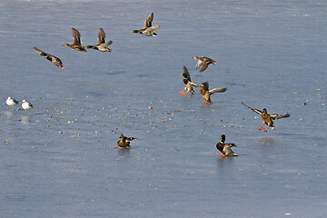 Image showing Ducks on ice