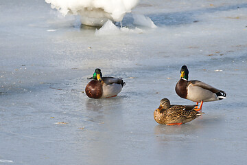 Image showing Ducks on ice