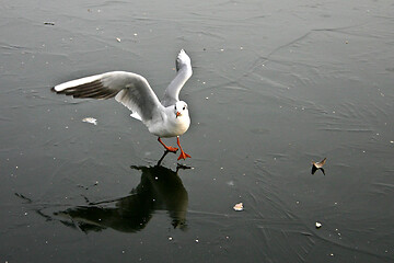 Image showing Seagull