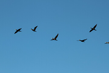 Image showing Birds flying