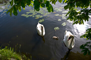 Image showing Swans 