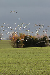 Image showing Seagull