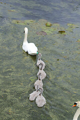 Image showing Swans and cygnets