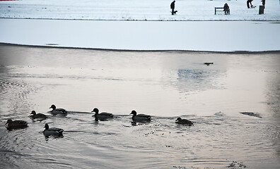 Image showing Ducks 