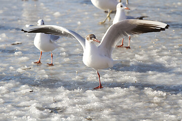 Image showing Seagull