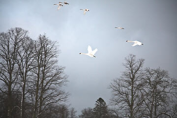 Image showing Swans 