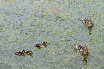 Image showing Ducks 