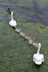 Image showing Swans and cygnets