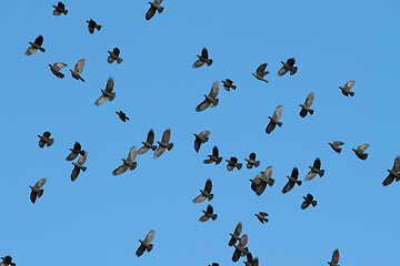 Image showing Birds flying