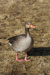 Image showing  geese