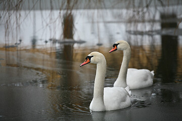 Image showing Swans 