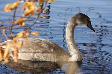 Image showing Swans 